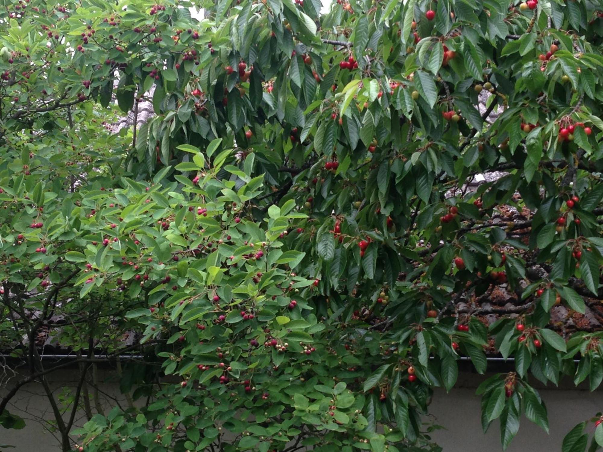 Cherrytree Cottage 1840 하임바흐 외부 사진