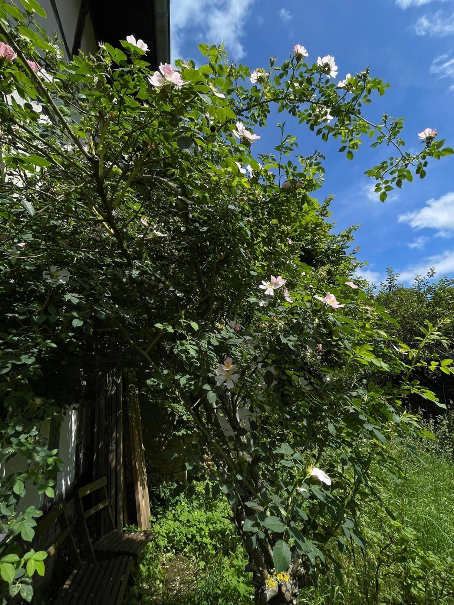 Cherrytree Cottage 1840 하임바흐 외부 사진